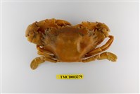 藏品(鈍齒短槳蟹)的圖片